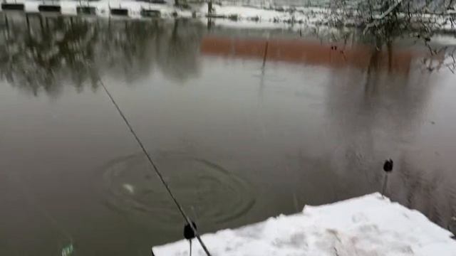 Светлые Горы Форель8 15.11.2025г. смотреть онлайн