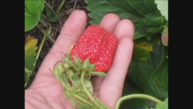 Клубника Идун