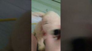 собачье Поле Чудес в реальной жизни! 
две лапки золотистый ретривер Голди и лабрадор ретривер снежок