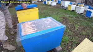 Состояние семей пчел в 8 рамочных эппс ульях на 10 ноября