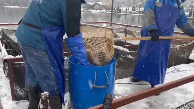 Запуск форели смотреть онлайн