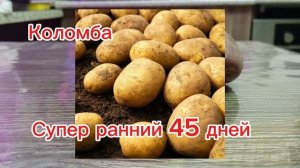 Лучший сорт картофеля в сезоне 2025 .Готовим сани летом☺️👆