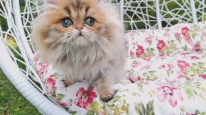 BIJOU EL MON AMI🧡 золотая персидская шиншилла