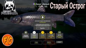 Амур на Старом Остроге. Где поймать трофейного Амура. Russian Fishing 4. рр4.Русская Рыбалка 4.