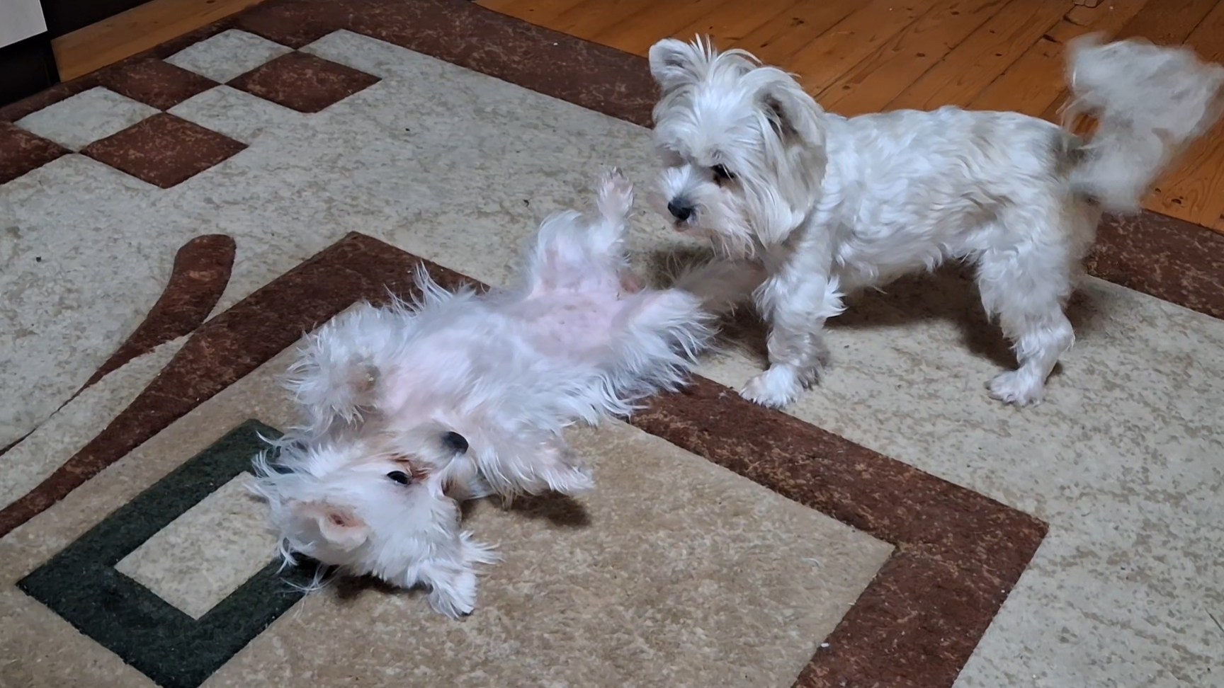 Дети развлекаются. Вечерняя зарядка!!! смотреть онлайн