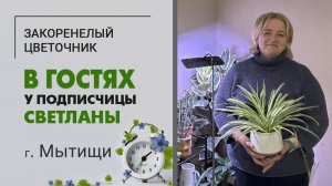 В гостях у Светланы. г. Мытищи. Необычные комнатные растения с невыговариваемыми названиями.