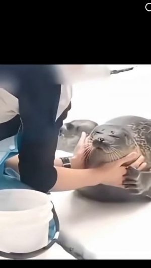 нерпачки