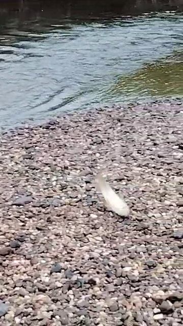 Конек схватил блесну. Зея. Амурская область смотреть онлайн