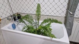 Стройка в доме. Мою крупномеры. Чесночный порошок и арония. Пересадка укоренившихся цветов