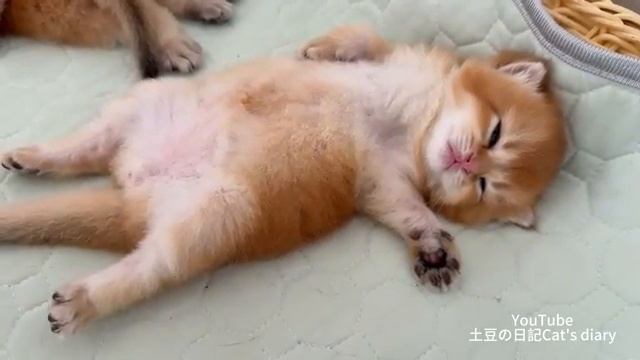 Материнская любовь между животными - 2025 год смотреть онлайн