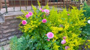 Колористика в саду на примере восточной и западной рабаток.