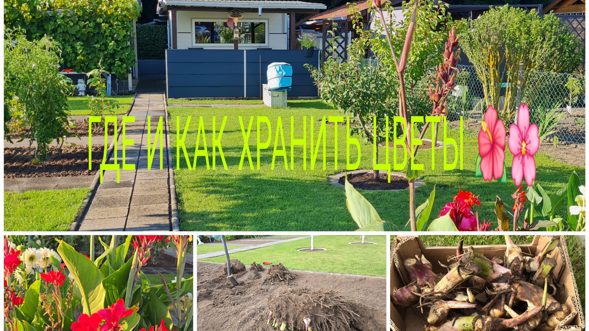 ДАЧНЫЙ ВЛОГ 🏕ПАРА ВЫКАПЫВАТЬ КАННЫ 🌺🌸_ВРЯМЯ ПРИШЛО ГДЕ ХРАНИТЬ ИХ НАЗИМУ/Закупка 🛍 смотреть онлайн