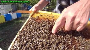 Объединение роя пчел с безматочной семьей результат