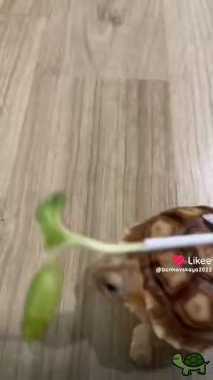 Почему черепашки такие няшки🥰🥰🐢#милыеживотные #черепашки #черепаха #смешныеживотные #юмор #смешно