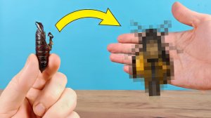 Бражник Мёртвая Голова родился с дефектом!