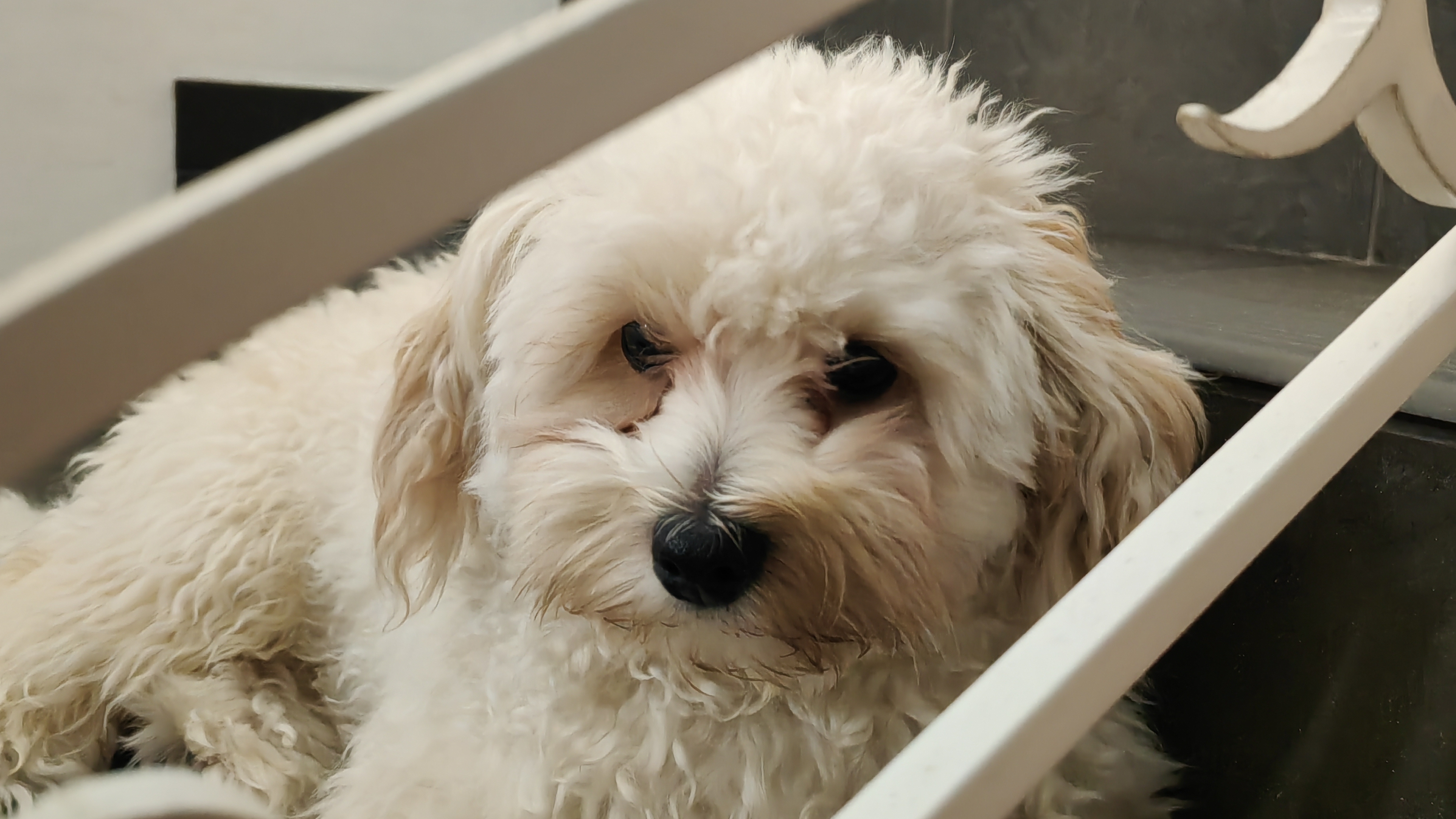 Мальтипу Тэдди слушает музыку 😊