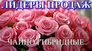 ЛИДЕРЫ ПРОДАЖ ЧАЙНО ГИБРИДНЫХ РОЗ 2025 ГОДА
