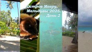 Остров Мееру, Мальдивы 2025: утро супер, шторм, кокосовая опасность и снорклинг #мальдивы #снорклинг