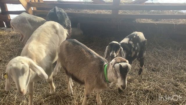 С чего начать козоводство. Купить взрослую козу или козлят. Объясняю как правильно смотреть онлайн