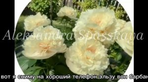 Пион Elsa von Brabant