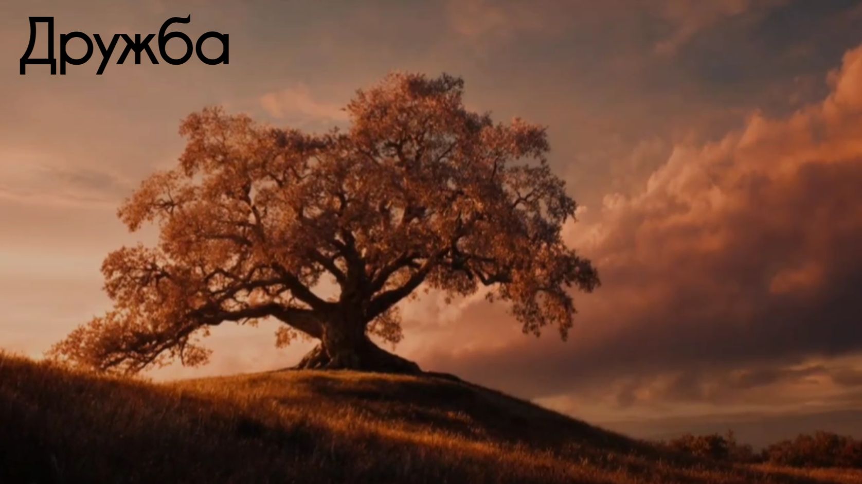 28. Дружба