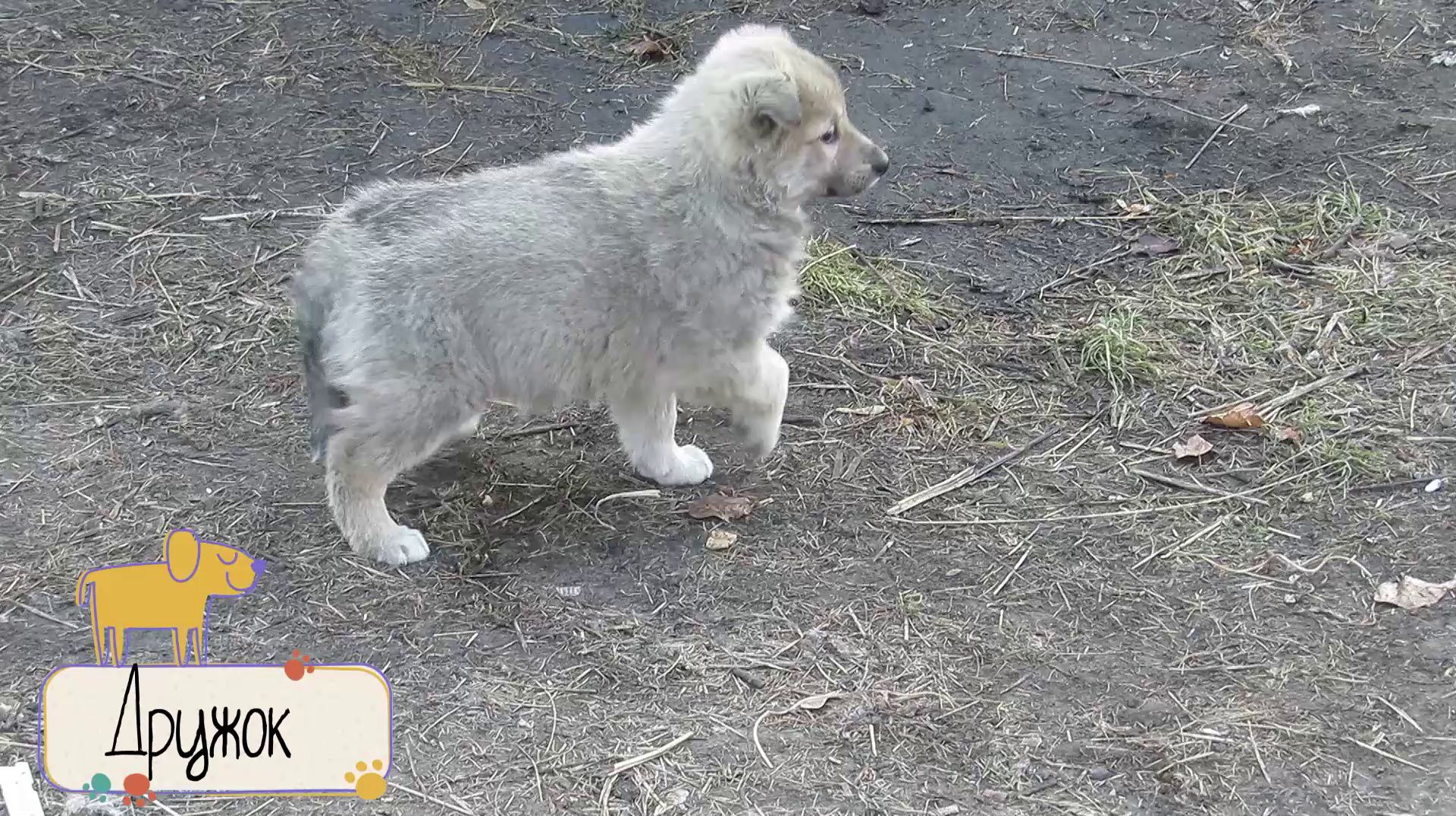 Дружок смотреть онлайн