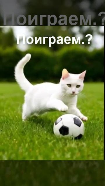 Белый котик на прогулке смотреть онлайн