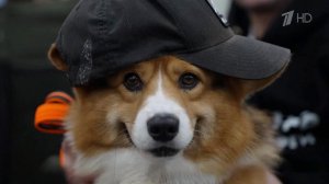 В Москве проходит масштабная кинологическая выставка "Евразия".