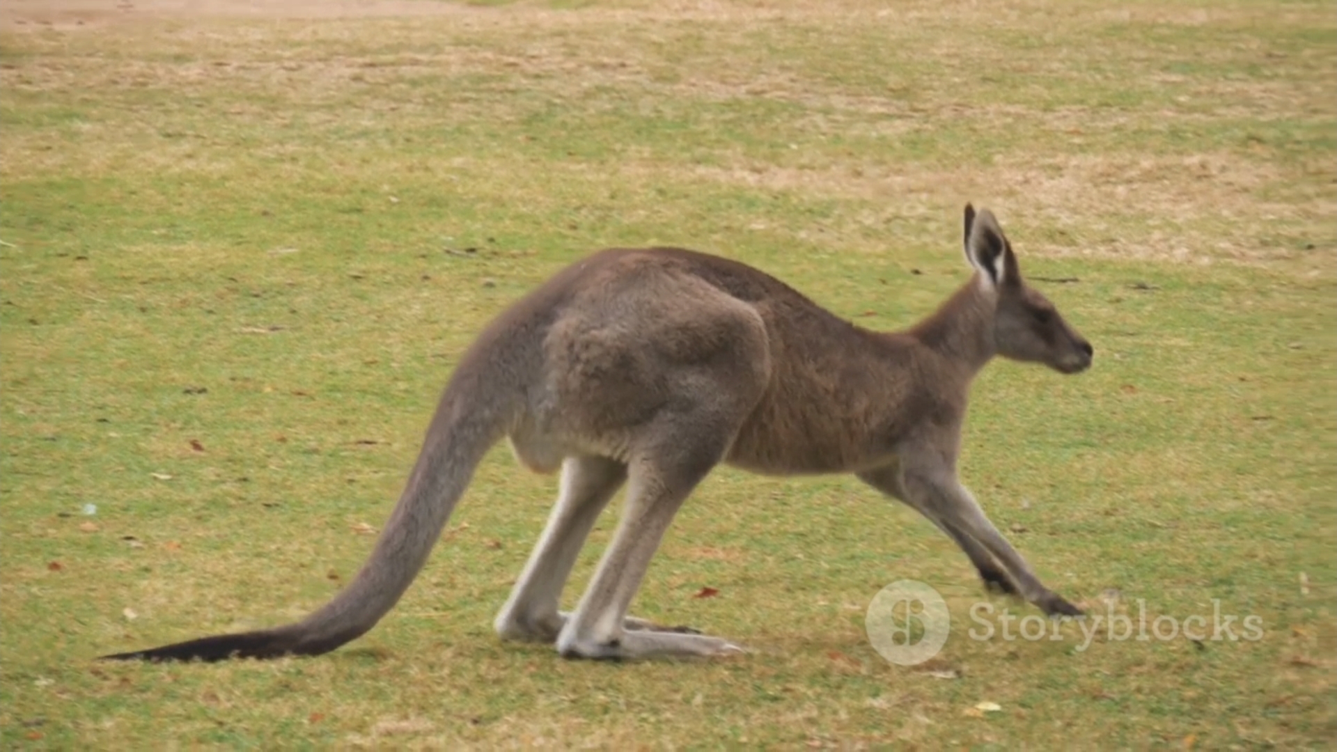 Факты о кенгуру смотреть онлайн