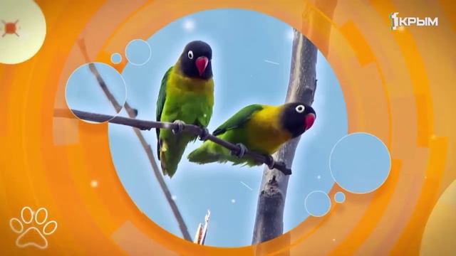 Клуб Шико. Выпуск от 15.11.25 смотреть онлайн