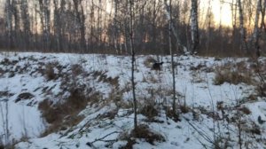 Канадский волк - гибрид. 15 ноября 2025. Перед закатом.