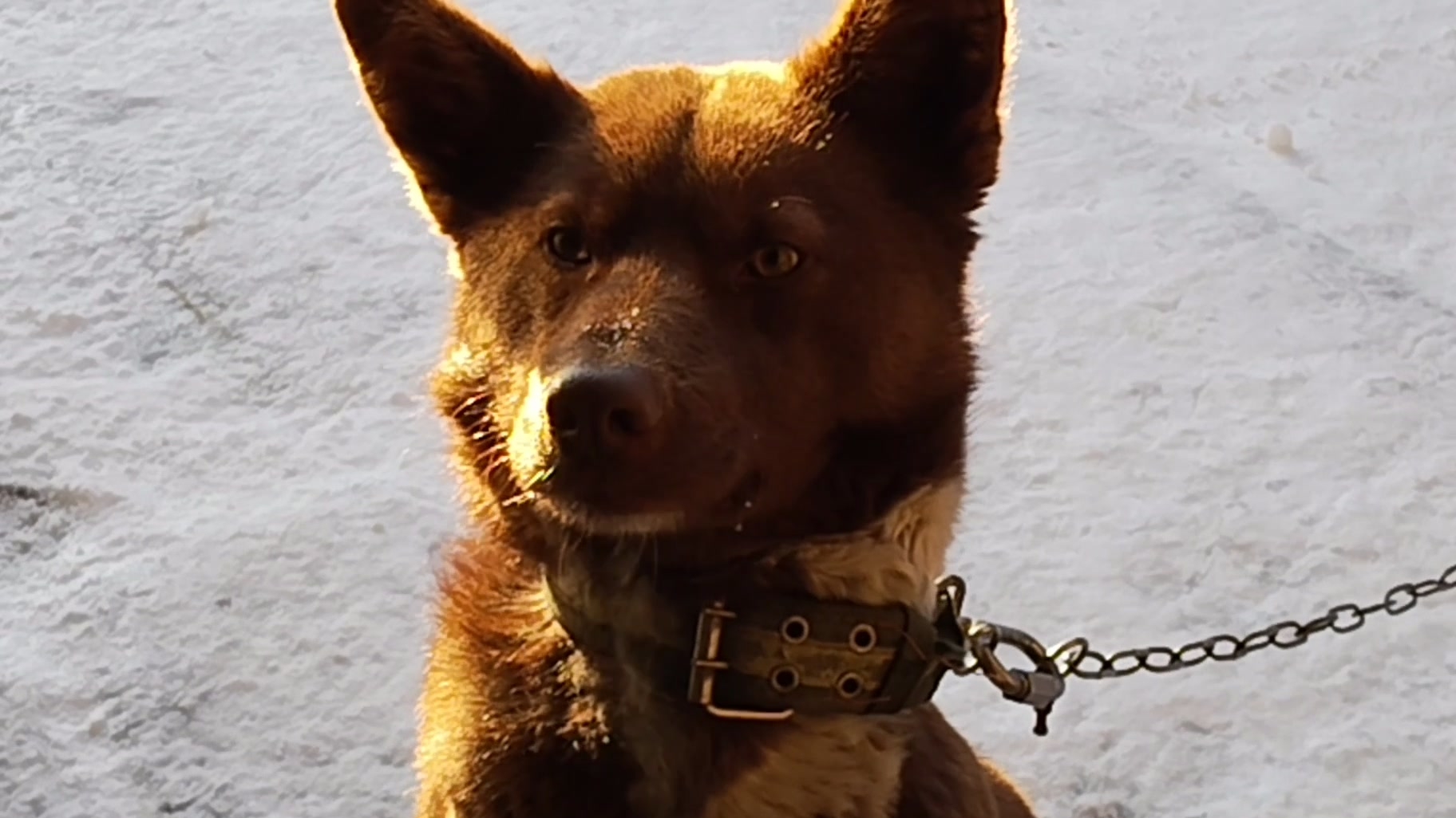 Мишка в морозное утро! Зима пришла! 🦮❤️ смотреть онлайн