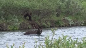 Два сердитых медведя.