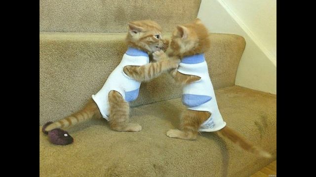 Аудио газета прикол