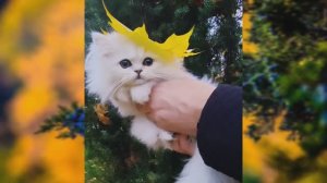 ВОСХИТИТЕЛЬНАЯ КРИСТАЛЛИНА💎 настоящий персидский бриллиантик