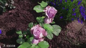 Роза Принцесса Каори ( первый год в саду )  Сезон 2025