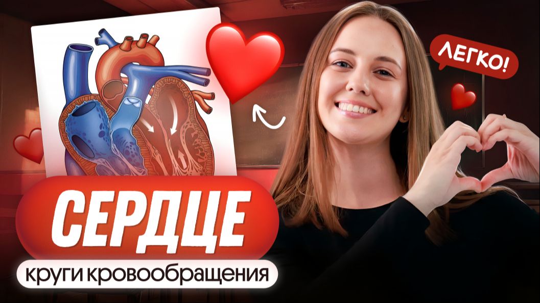 ВСЕ О СЕРДЦЕ И КРУГАХ КРОВООБРАЩЕНИЯ | ЕГЭ по биологи 2026 смотреть онлайн