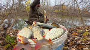 КОРЯЖНИК ЗАБИТ КРУПНОЙ КРАСНОПЁРКОЙ! РЫБАЛКА НА ПОПЛАВОК В НОЯБРЕ. Сумасшедший клёв в Астрахани