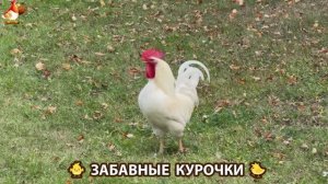 Забавные курочки несушки на сельском подворье 🤗😂😜 (21)