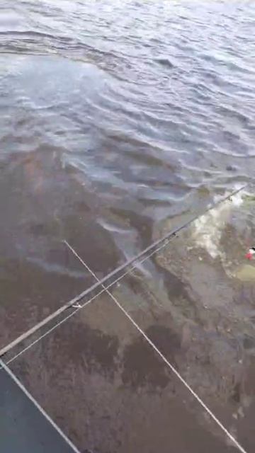 Щука весной на блесну. Ранний апрель. Зея. Амурская область смотреть онлайн