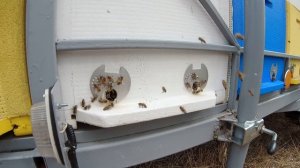 Ответ на вопросы взяток с акации