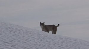Рысь, для собаки - это кошка.