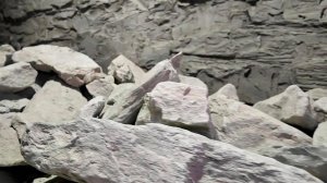 Динозавров еще не было: в Центре истории метро СПб показали глину, найденную при стройке.