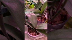 Расцвела моя мечта - орхидея Манхэттен