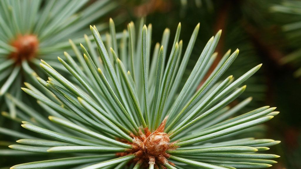 Целебная хвоя... смотреть онлайн