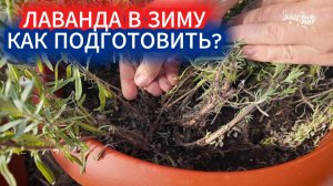 ЛАВАНДА НА ЗИМУ ОБРЕЗАТЬ И УКРЫВАТЬ НЕ БУДУ! КАК СОХРАНИТЬ МАТОЧНИКИ БЕЗ ЛИШНИХ ХЛОПОТ