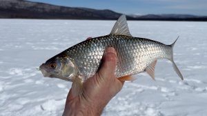 Зимняя рыбалка на оз. Аян. Север Бурятии. Апрель 2025. Часть 2.