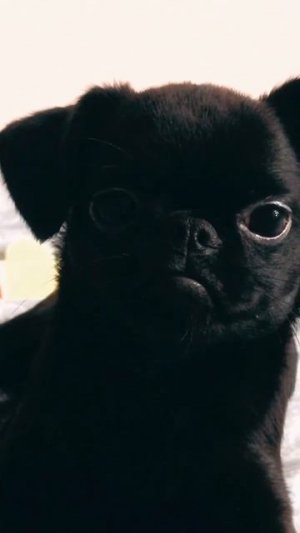 У меня есть ротвейлер  #puglife #pets #pug #топ #funny #собака #memes #животные #comedy
