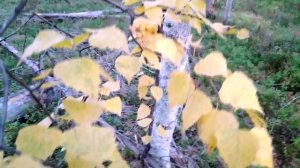 Листья осени (Авторская) 2