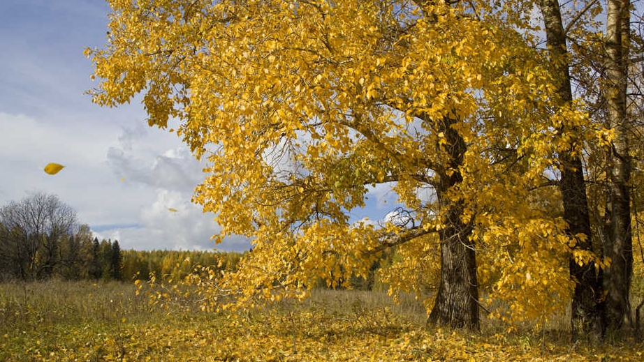 Старый тополь